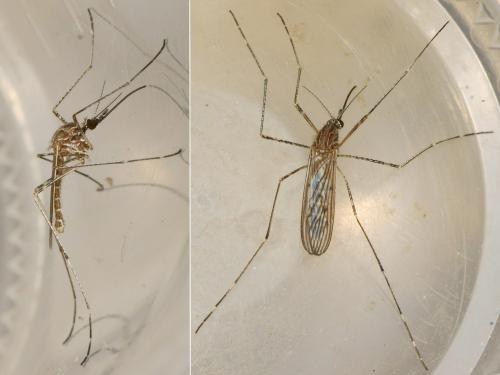 Réf. 219 891 : Culiseta longiareolata